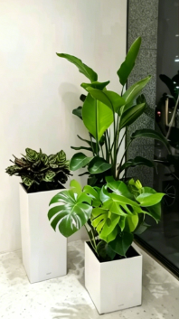 慈溪办公室花卉出租方便吗-江北绿化养护效果-宁波绿化养护成本-余姚花木租摆价格表